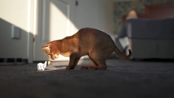 Leuke Abessijn kat spelen met een muis en een stuk papier. — Stockvideo
