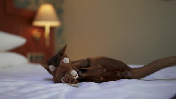 Cute Abyssinian cat playing with a mouse and a piece of paper. — Stock Video