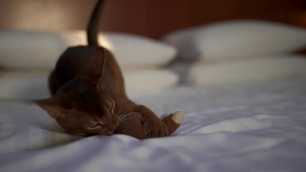 Roztomilý Habešan kočka hrát s myší a kus papíru. — Stock video