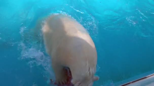 北极熊在游泳池里玩耍. — 图库视频影像