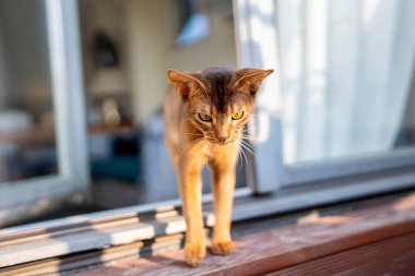 Tatlı Habeşistan safkan kedisi terasta eğleniyor..