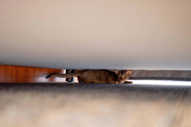 Yatağın altında saklanan şirin Habeşistan kedisi. Komik kedi..