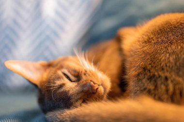 Sevimli Abyssinian safkan kedisi kanepede uyuyor. Uykucu kedi.