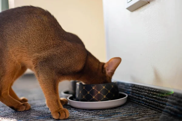 Cute Abyssinian cat eating his food from a plate. Cat feeding.