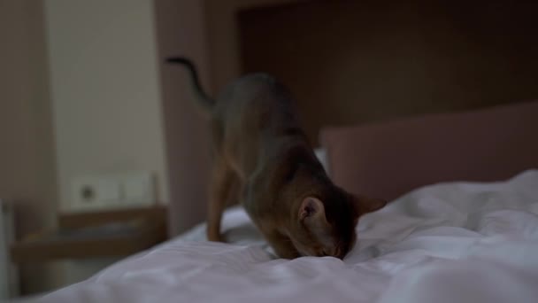 Liten Abyssinian Katt Stirra Leksak Leka Och Försöka Peta Den — Stockvideo