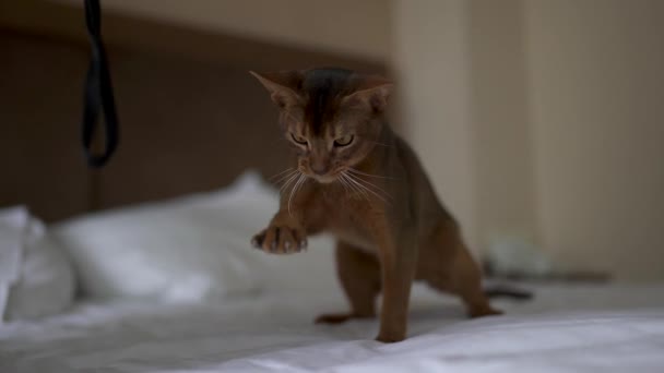 Little Abyssinian Cat Staring Toy Playing Trying Poke Its Paw — Stock Video