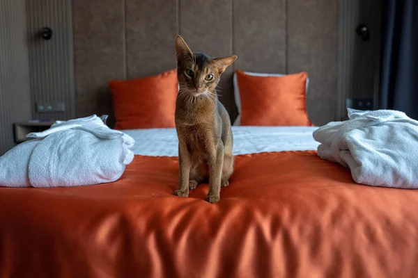 Calm Abyssinian cat on a bed. Beautiful cat in a hotel room.