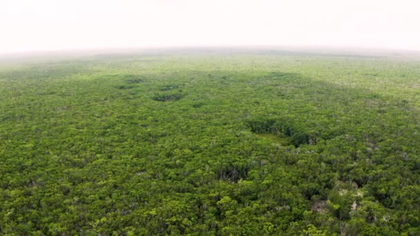 Vue aérienne de la jungle mexicaine d'en haut. — Video