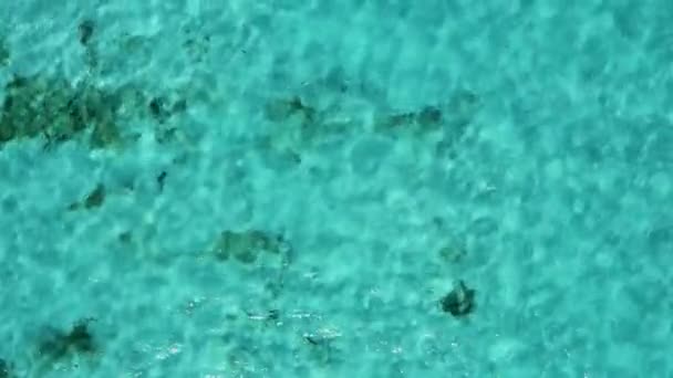 쇄빙선 근처에 있는 카리브해의 바다에서 스노클링하는 모습을 공중에서 본 모습. — 비디오