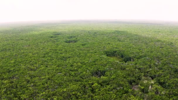 Vista Aérea Selva Mexicana Desde Arriba Bosque Interminable Sobre Amazonas — Vídeos de Stock