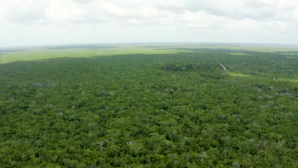 Vista Aérea Selva Mexicana Cima Floresta Infinita Sobre Amazônia — Vídeo de Stock