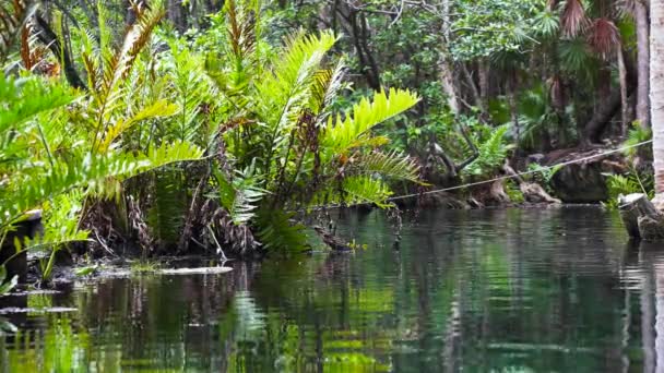 Beautiful Crystal Clear Water Cenote Middle Forest Mexico — Stock Video