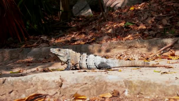 イグアナの野生動物や鋭い爪を持つ乾燥した木に沿って歩く神のショット — ストック動画
