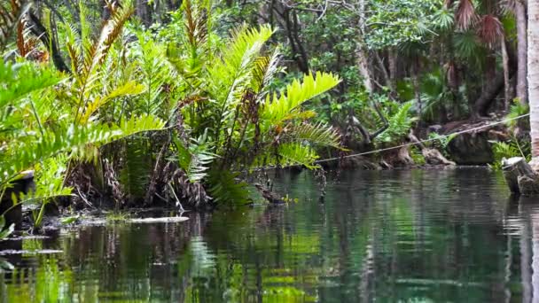 Hermosa agua cristalina en un cenote en medio de un bosque. — Vídeo de stock