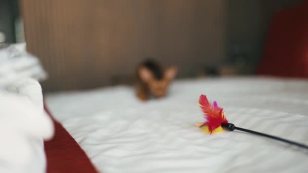 De pluizige gestreepte Abessijn huiskat speelt met een speelgoed. — Stockvideo