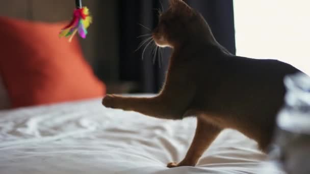 Le chat domestique abyssinien à rayures moelleuses joue avec un jouet. — Video