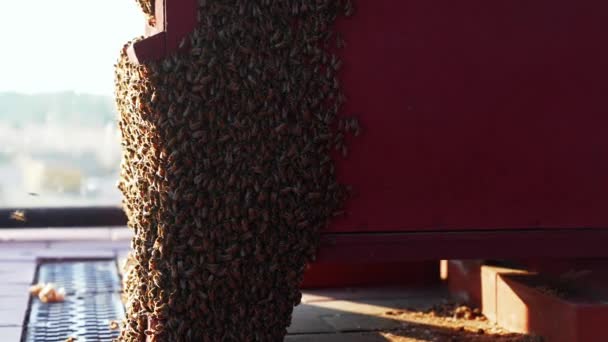 Uçan arılara yaklaş. Tahta arı kovanı ve arılar. — Stok video