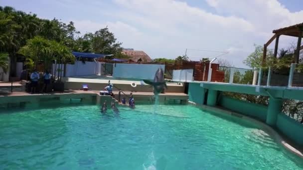 Delfini che nuotano nella limpida acqua blu della piscina eseguendo trucchi — Video Stock