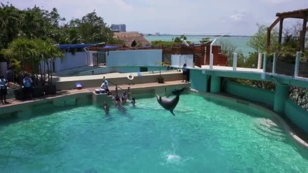 Delfines nadando en el agua azul clara de la piscina realizando trucos — Vídeo de stock