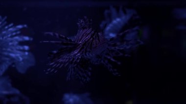 Güzel aslan balığı, muhteşem ve korkulan Pasifik ev suları sakinleri.