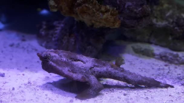 Zavřít pohled na černou žabí rybu kráčející po zemi. — Stock video