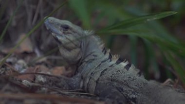 Bir Iguana 'nın ya da çimenlerde yürüyen bir Goh' un vahşi yaşam fotoğrafı.