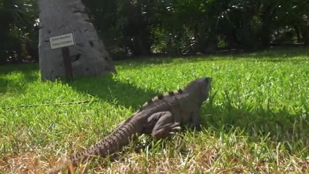 Sebuah tembakan satwa liar dari Iguana atau Goh berjalan di rumput — Stok Video