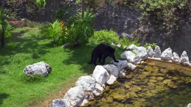 Pantera negra caminando en el bosque junto al estanque — Vídeo de stock