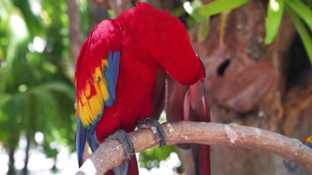 Czerwona papuga Scarlet Macaw, Ara macao, dwa ptaki siedzące na gałęzi. — Wideo stockowe