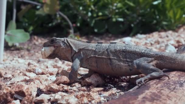 Ett vilt skott av en leguan eller en goh som går i gräset — Stockvideo