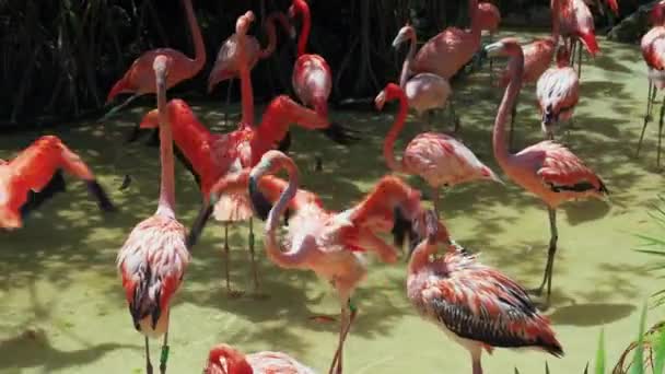 Ein größerer Flamingos, Phoenicopterus roseus, geht am Wasser entlang — Stockvideo