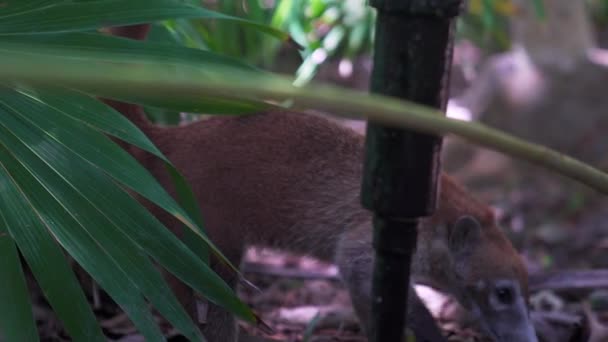 Coati au nez blanc, Nasua narica, explorer et jouer dans l'herbe. — Video