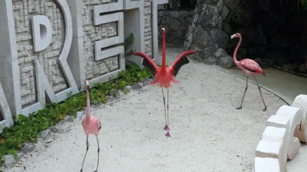 Ein größerer Flamingos, Phoenicopterus roseus, geht am Wasser entlang — Stockvideo
