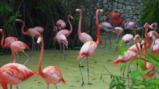 Een grotere flamingo 's, Phoenicopterus roseus, lopend langs het water — Stockvideo