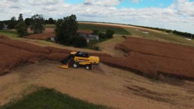 Combine harvester harvesting large field. Agriculture from drone view.