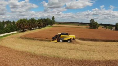 Combine harvester harvesting large field. Agriculture from drone view.