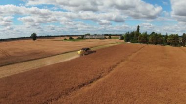Combine harvester harvesting large field. Agriculture from drone view.