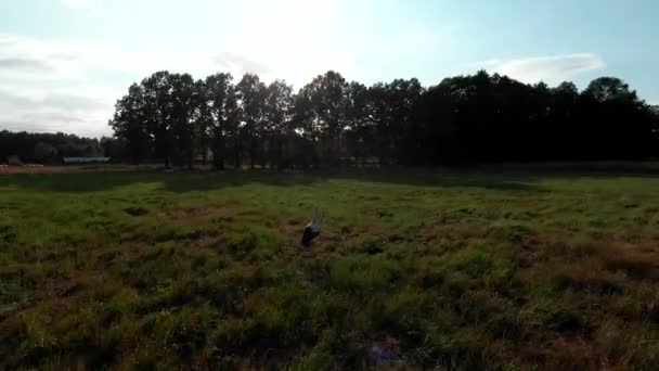 Bílý čáp stojící v zelené letní trávě. Divoké pole pták v západu slunce. — Stock video