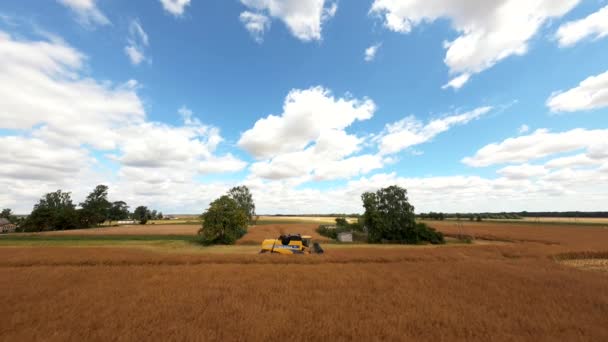 Combine harvester harvesting large field. Agriculture from drone view. — ストック動画