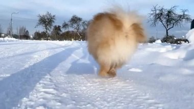 Aktif köpek Pomeranya tükürüğü derin karda koşuyor ve oynuyor