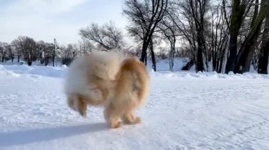 Aktif köpek Pomeranya tükürüğü derin karda koşuyor ve oynuyor