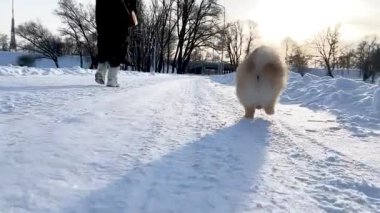 Aktif köpek Pomeranya tükürüğü derin karda koşuyor ve oynuyor