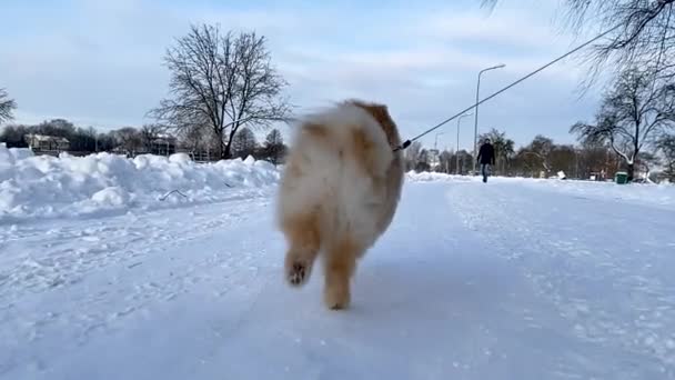 Ενεργός σκύλος Pomeranian σπιτζ τρέχει και παίζει στο βαθύ χιόνι — Αρχείο Βίντεο