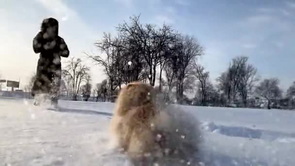 Aktiver Hund Pommernspitz läuft und spielt im Tiefschnee — Stockvideo