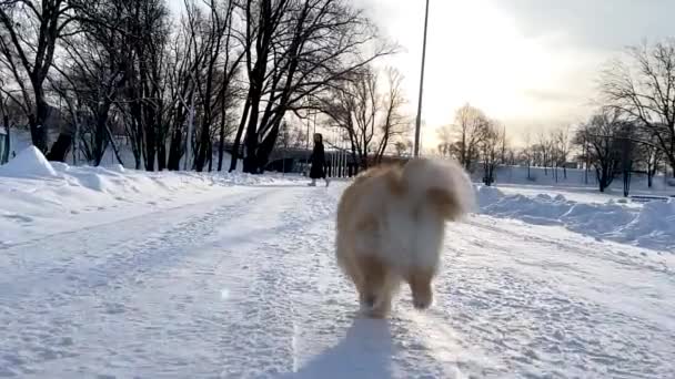 積極的な犬ポメラニアンスピッツ実行して深い雪の中で遊ぶ — ストック動画