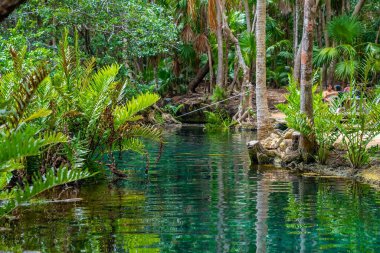 Ormanda yemyeşil ağaçlarla dolu sakin bir mezar manzarası.