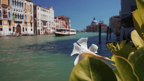 Narrow canal with bridges in Venice, Italy. Architecture and landmark of Venice. — Stock Video