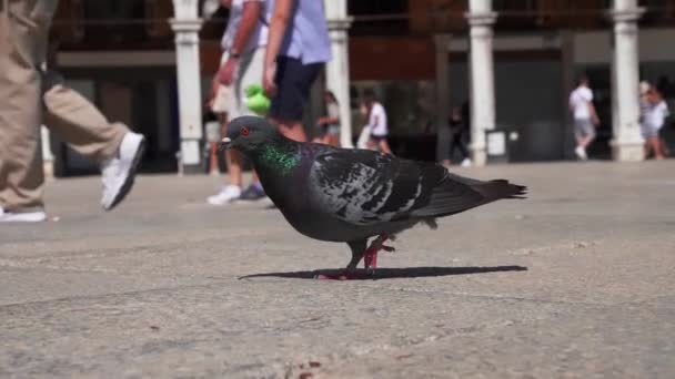 Голуби на площади Сан-Марко в Венеции, Италия. — стоковое видео