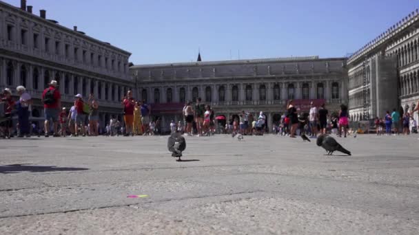 Piccioni in Piazza San Marco a Venezia. — Video Stock