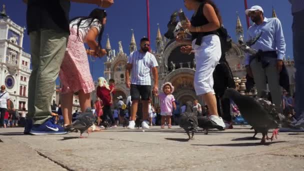 Tauben auf dem Markusplatz in Venedig. — Stockvideo